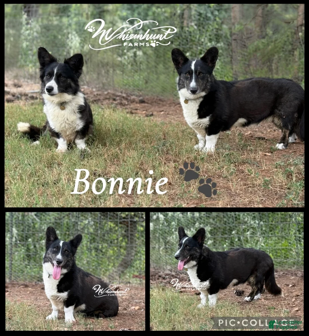 Welsh Corgi Cardigan dogs for sale: Jenny - Ad 15