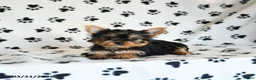 Yorkshire Terrier dogs for sale: Polly - Ad 4