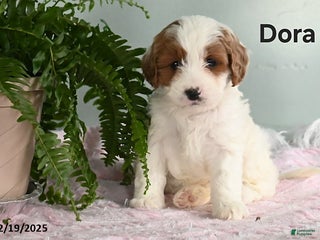 Cavapoo dogs Dora - Ad 27