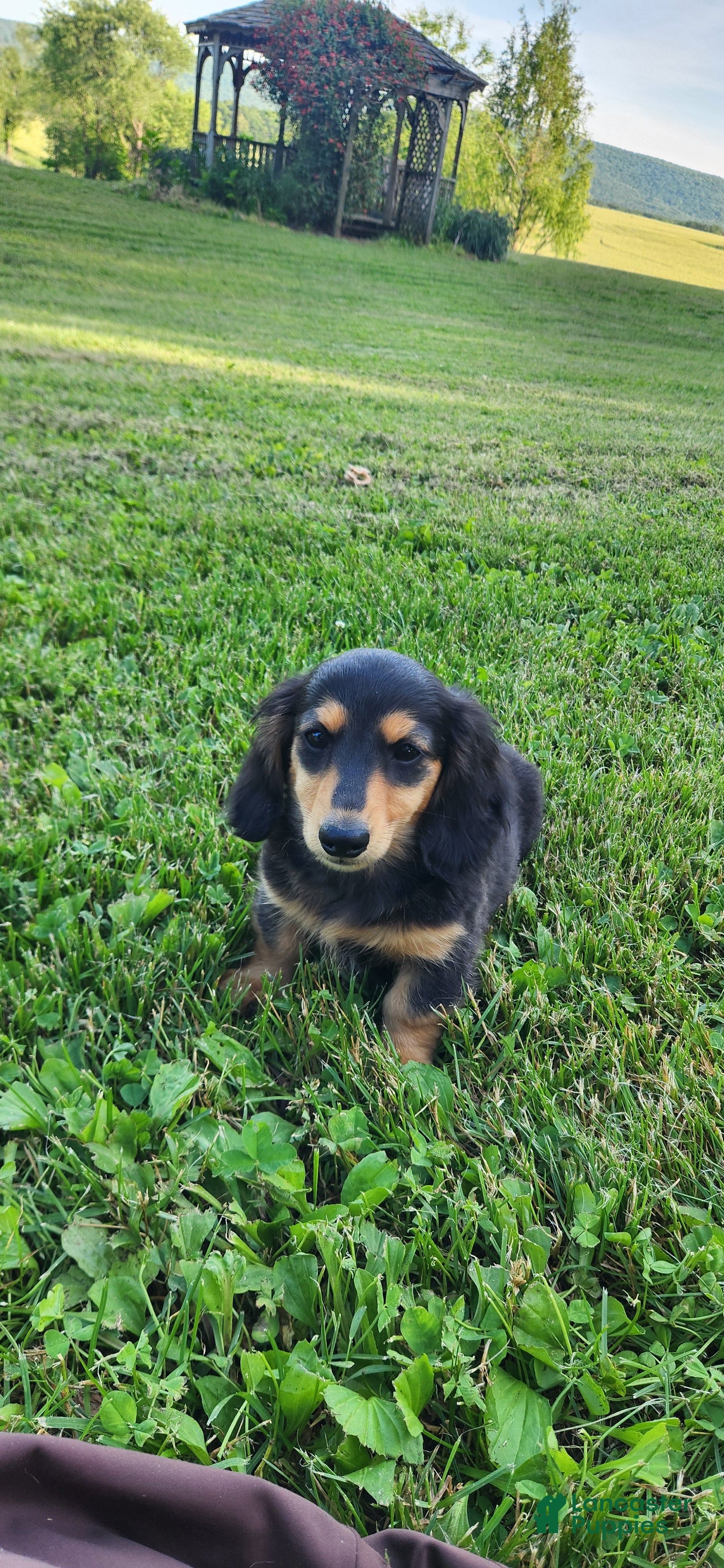 Miniature Dachshund dogs Oscar - Ad 2