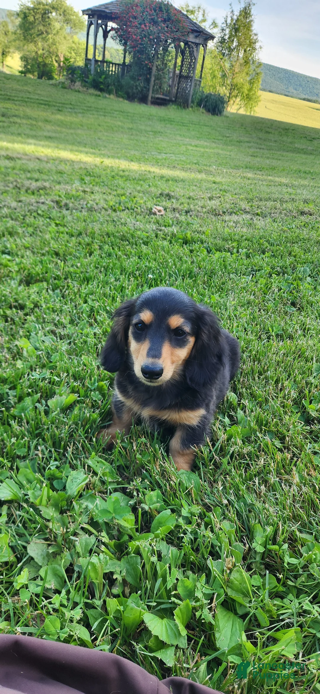 Miniature Dachshund dogs for sale: Oscar - Ad 2