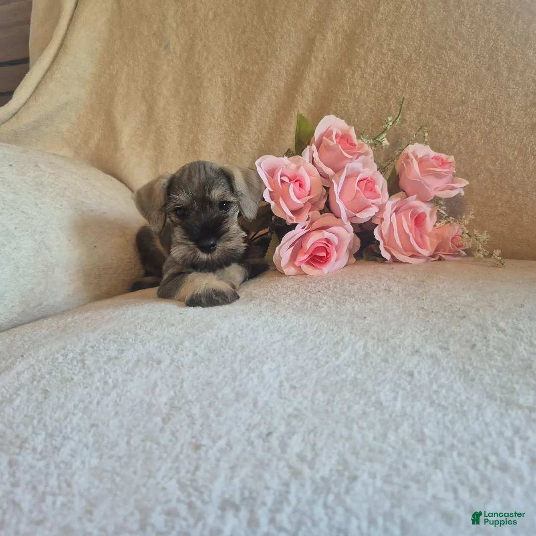 Miniature Schnauzer dogs for sale: Daisy - Ad 2