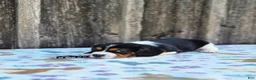 Beaglier dogs for sale: Duke - Ad 5