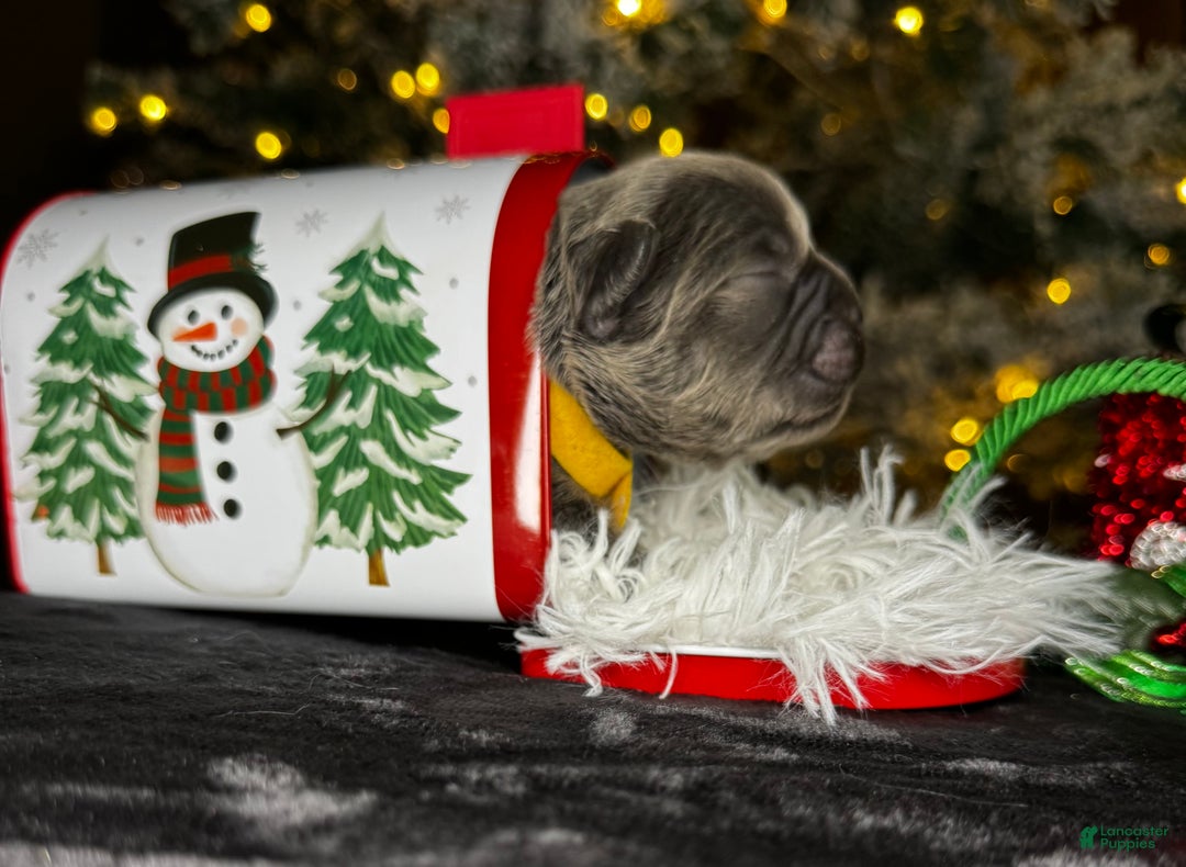 French Bulldog dogs for sale: ST VALENTINE  - Ad 5