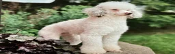 Mini Bernedoodle dogs for sale: Jodie F1b - Ad 12