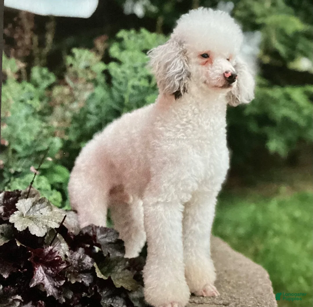 Mini Bernedoodle dogs for sale: Jodie F1b - Ad 12