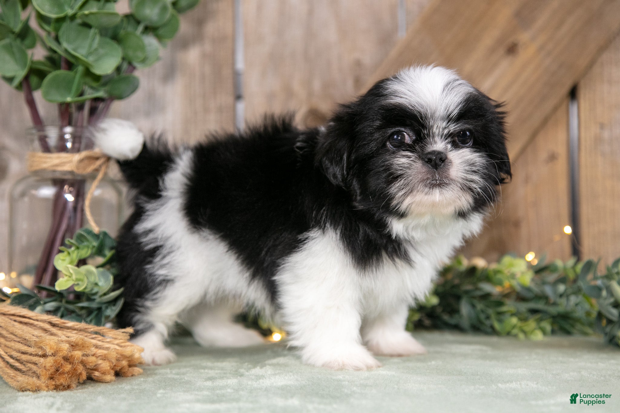 Shih Tzu dogs Beamer - Ad 1