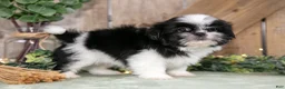 Shih Tzu dogs for sale: Beamer - Ad 1