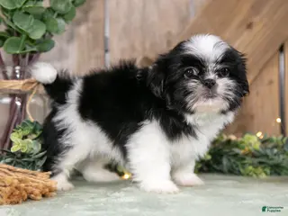 Shih Tzu dogs for sale: Beamer - Ad 2