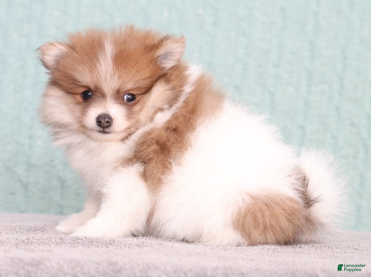 Pomeranian dogs Sophie - Ad 1