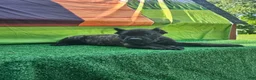 Cane Corso dogs for sale: SKY - Ad 3