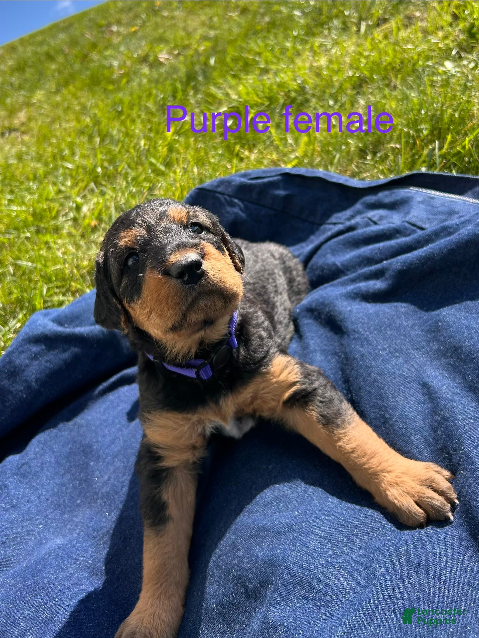 Airedale Terrier dogs  Purple Female - Ad 2
