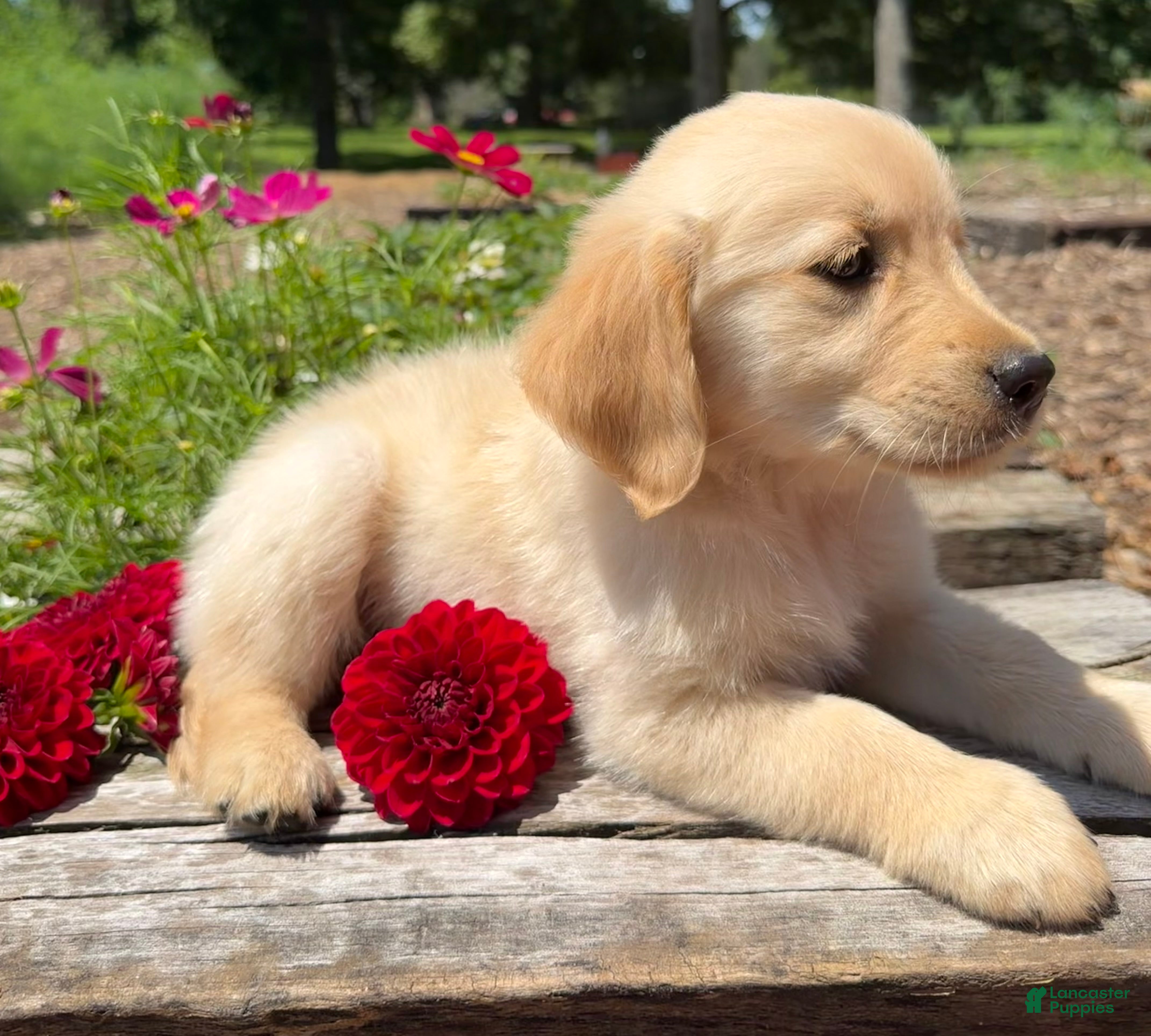 Golden Retriever dogs Nolan - Ad 2