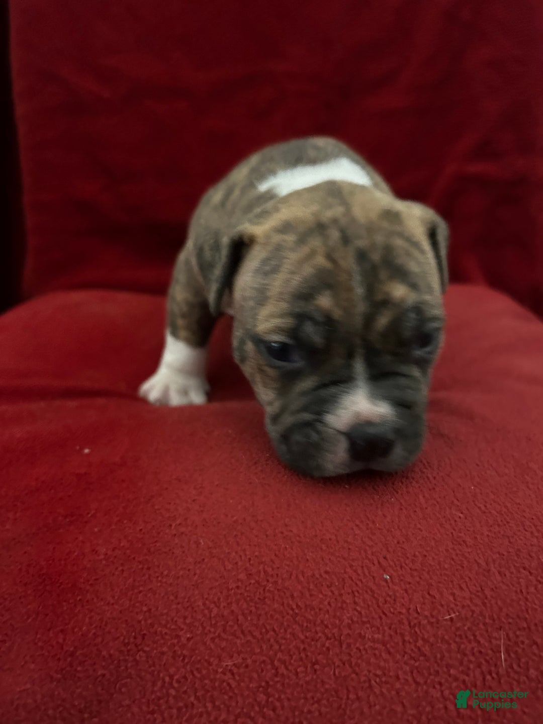 American Bully dogs for sale: American Bully Puppy 3 - Ad 2