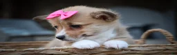 Welsh Corgi Pembroke dogs for sale: Shelby🎀 - Ad 12