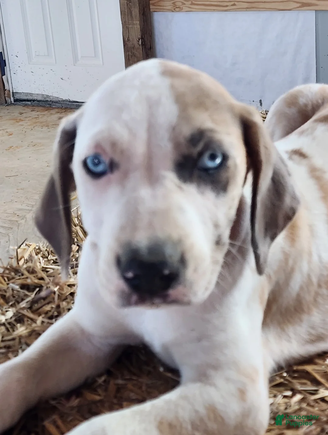 Catahoula Leopard Dog dogs for sale: Duchess 2026 Male 1 - Ad 2