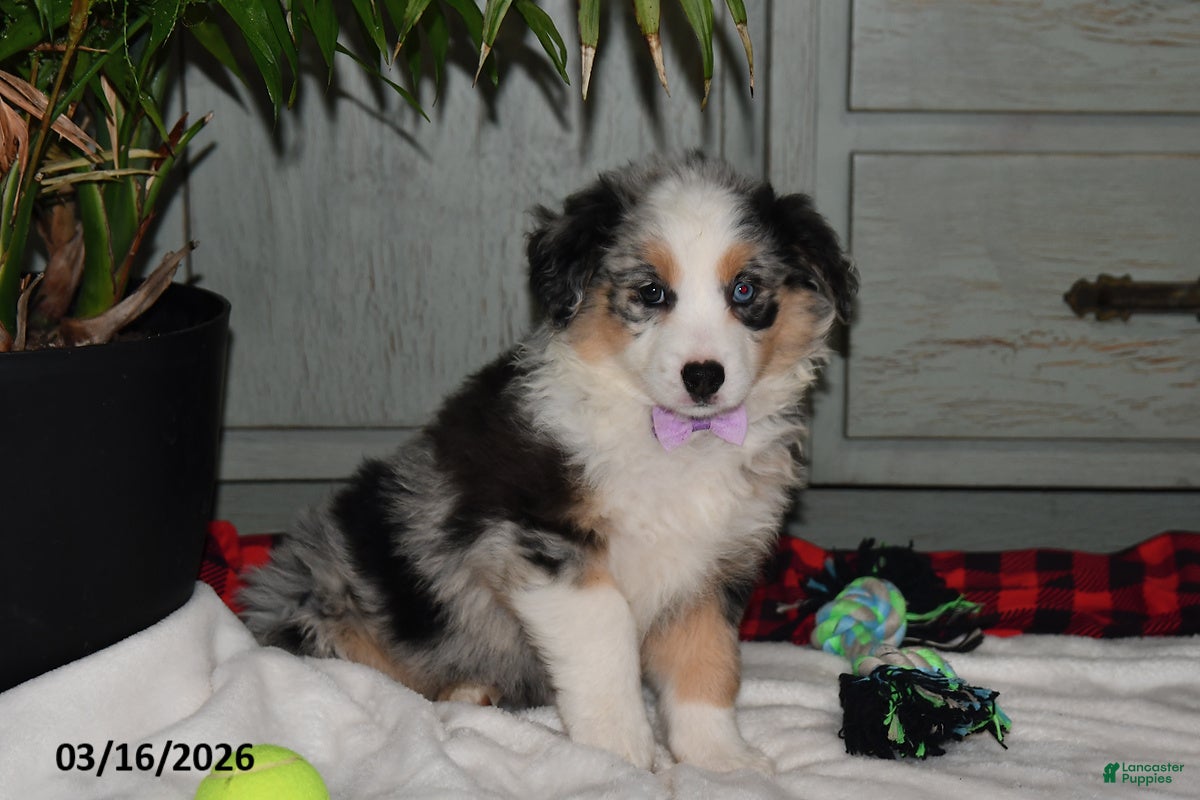 Australian Shepherd dogs Pansy - Ad 1
