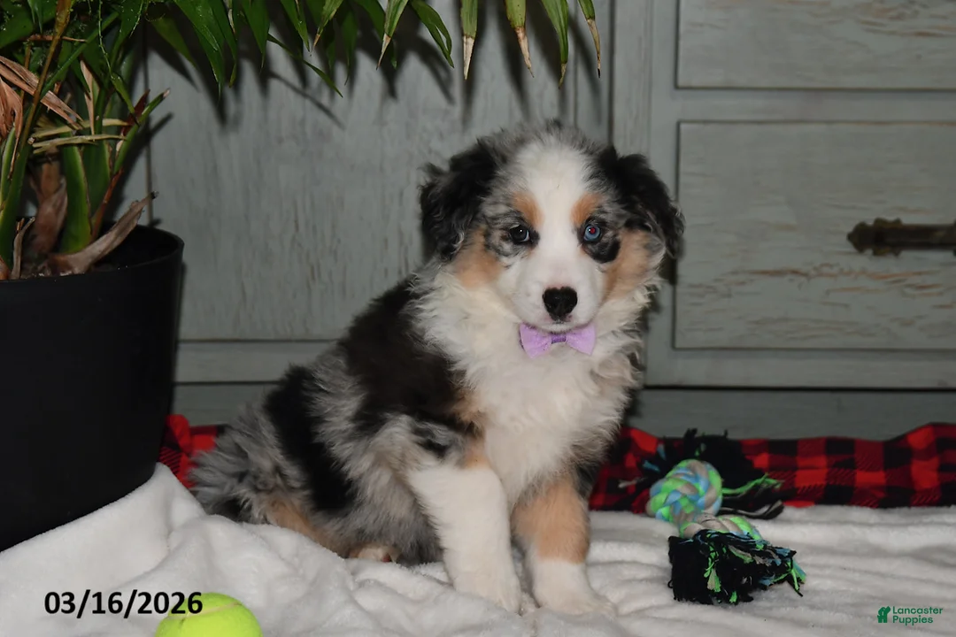 Australian Shepherd dogs for sale: Pansy - Ad 1