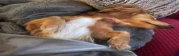 Miniature Dachshund dogs for sale: Miniature Dachshund 3 - Ad 8