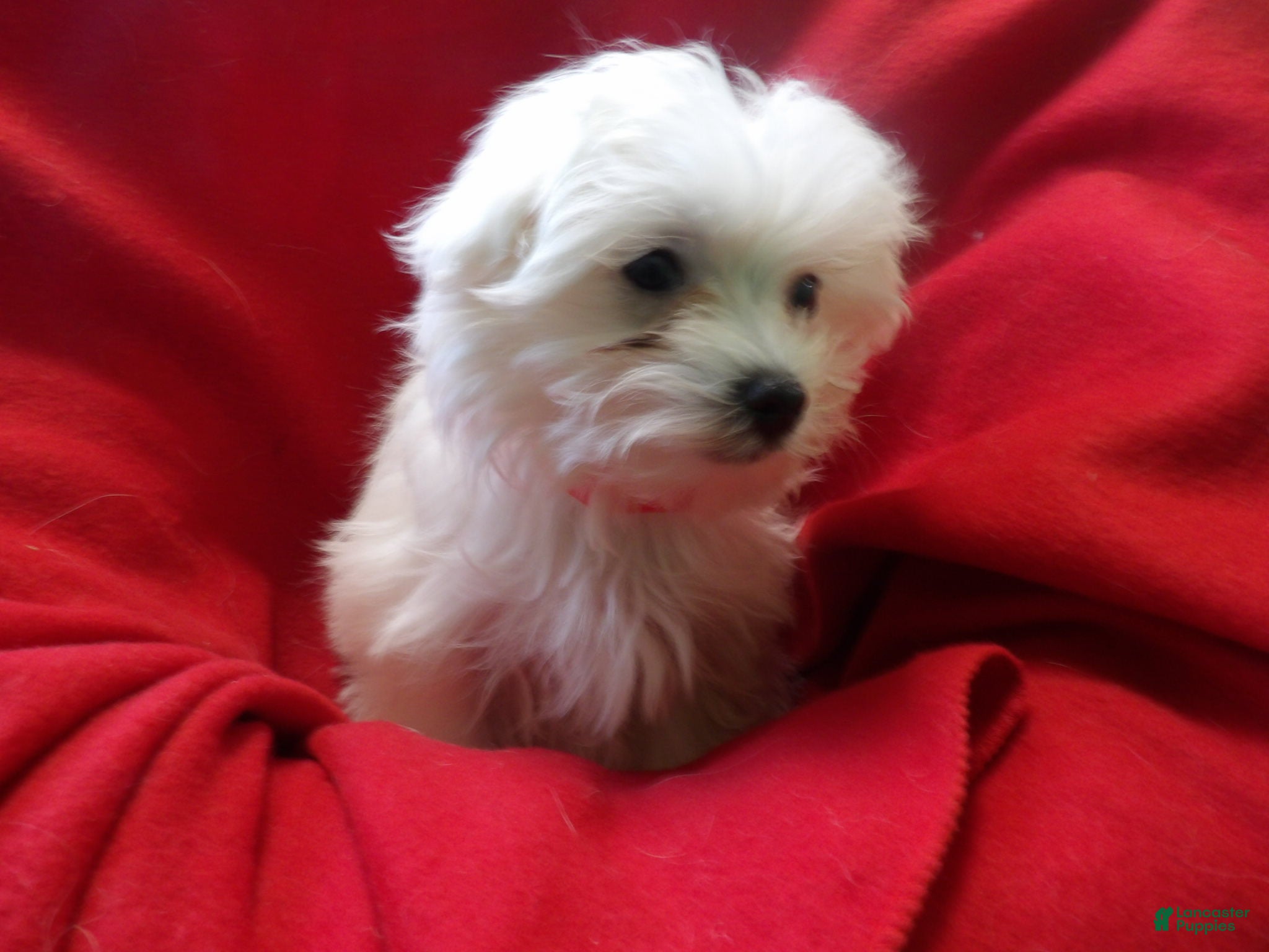 Maltese dogs Maltese Puppy 3 - Ad 33