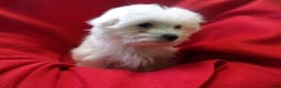 Maltese dogs for sale: Maltese Puppy 3 - Ad 1