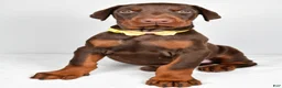Doberman Pinscher dogs for sale: Lance - Ad 6