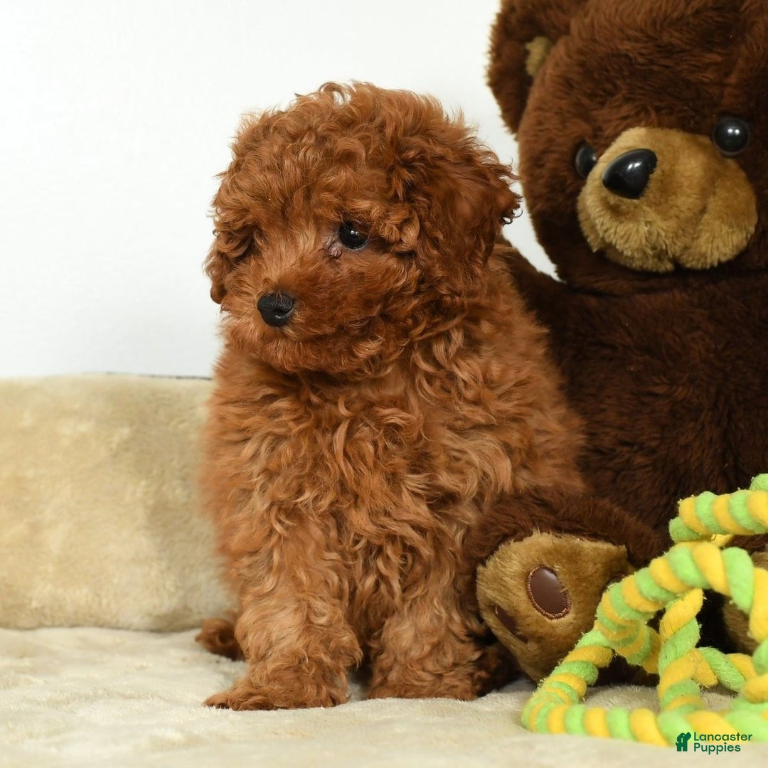 Miniature Poodle dogs for sale: Tigger - Ad 2
