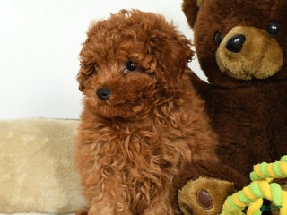 Miniature Poodle dogs - Ad 2