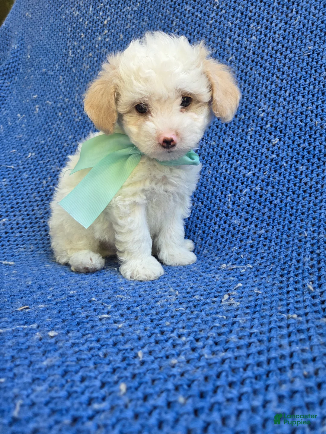 Maltipoo dogs for sale: Oscar - Ad 1