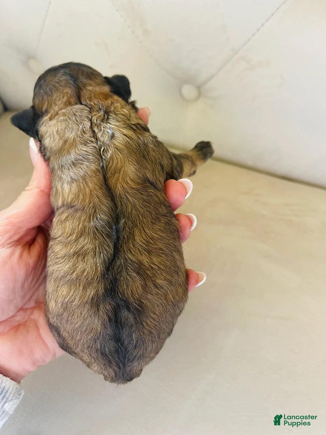 Bernedoodle dogs for sale: Calypso ❤️ micro mini Bernedoodle female  - Ad 2