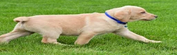 Labrador Retriever dogs for sale: Waldo - Ad 3