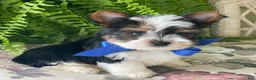Biewer Terrier dogs for sale: Whisper - Ad 23