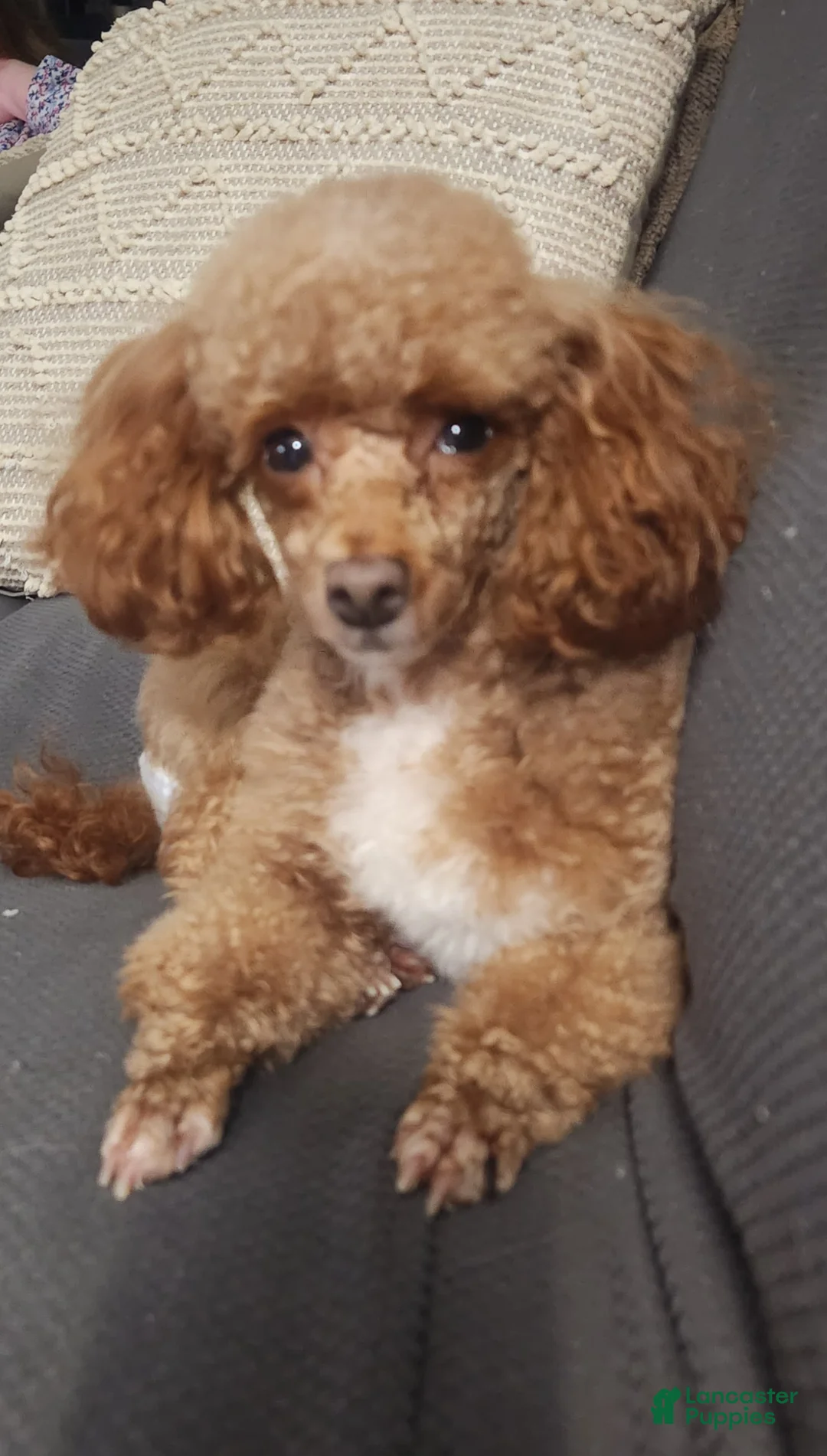 Toy Poodle dogs for sale: Ruby - Ad 4