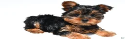 Yorkshire Terrier dogs for sale: Jackie - Ad 4