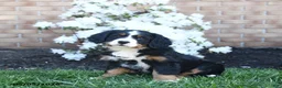 Miniature Bernese Mountain Dog dogs for sale: Daisy - Ad 1