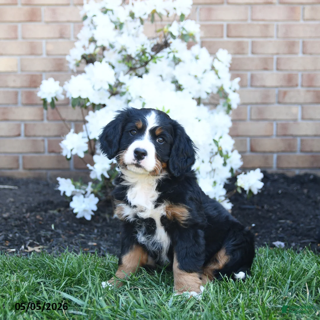 Miniature Bernese Mountain Dog dogs for sale: Daisy - Ad 1