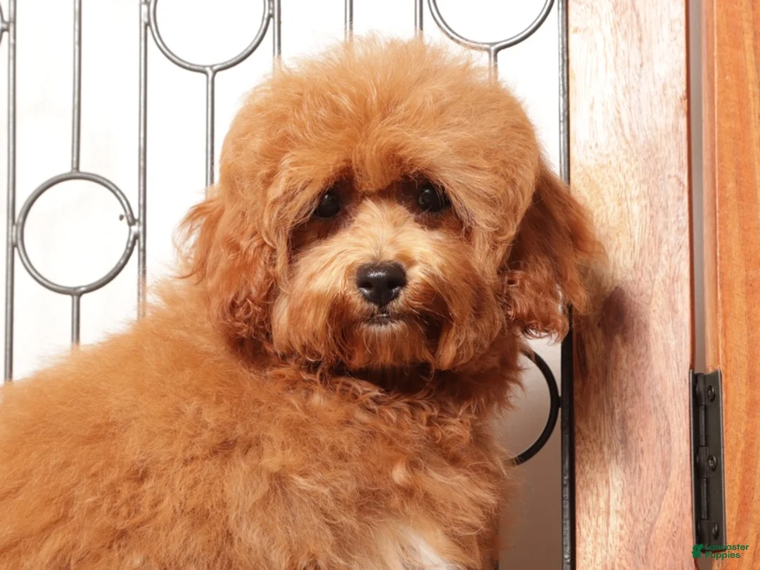 Cavapoo dogs for sale: Gracie - Ad 3