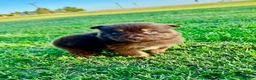 Miniature Australian Shepherd dogs for sale: Coast - Ad 5