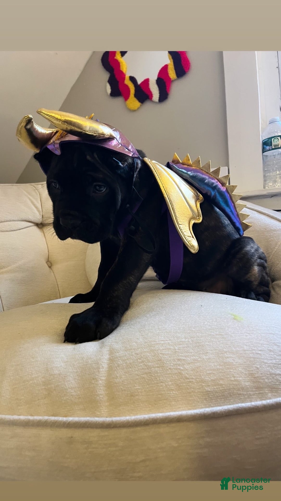 Cane Corso dogs Cane Corso 2 - Ad 1