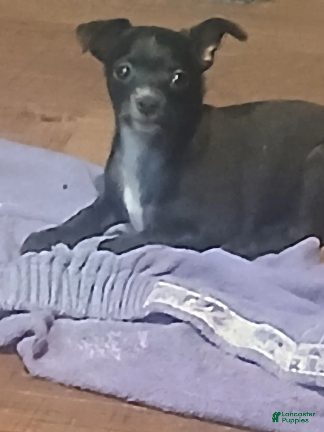 Chihuahua dogs for sale: Chihuahua 2 - Ad 2