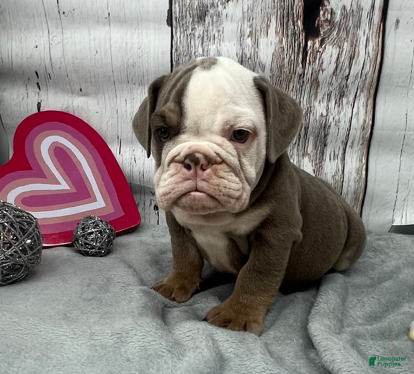 English Bulldog dogs Leo - Ad 21