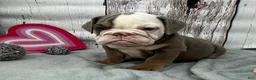 English Bulldog dogs for sale: Leo - Ad 1