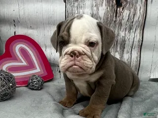 English Bulldog dogs Leo - Ad 21