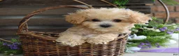 Maltipoo dogs for sale: Ethan  - Ad 11