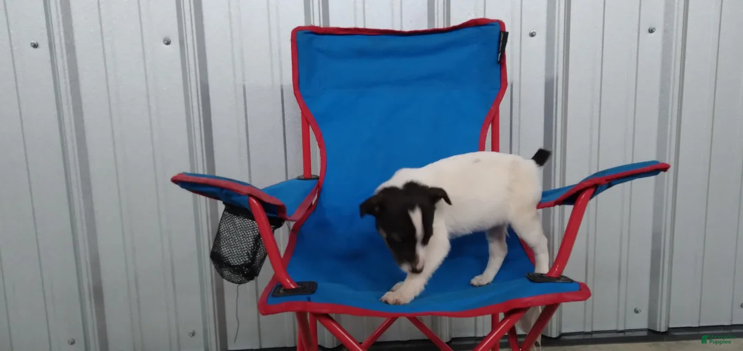 Jack Russell Terrier dogs for sale: Ella - Ad 7