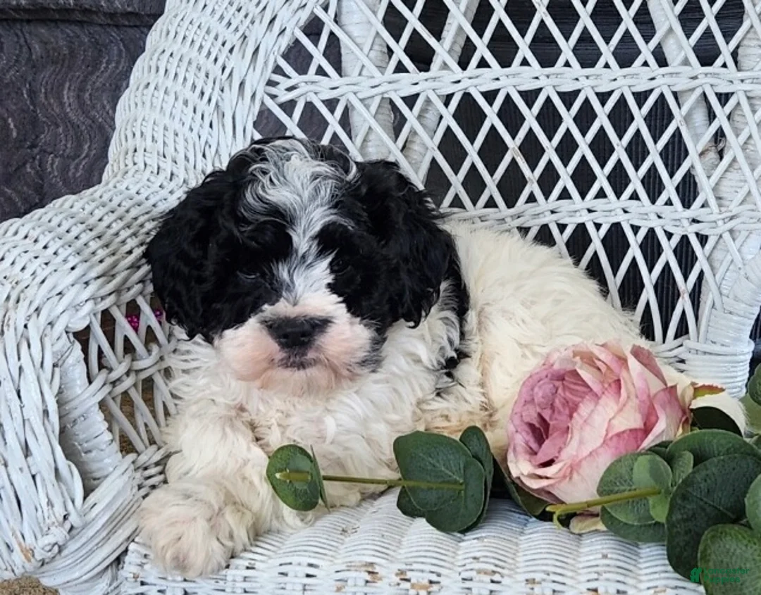 Cavapoo dogs for sale: Glendon - Ad 4