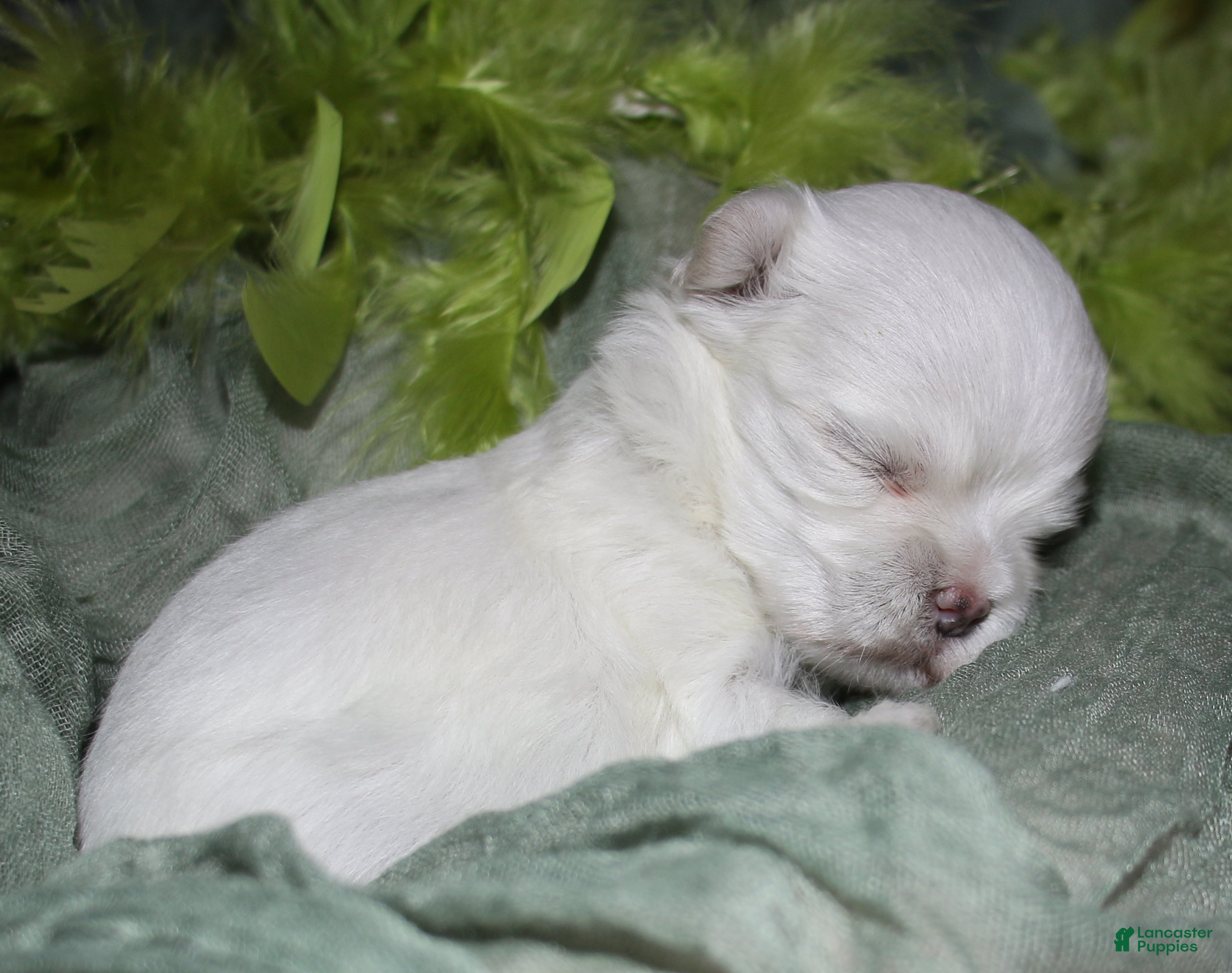 Maltese dogs for sale: Myrtle - Ad 7