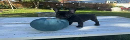 French Bulldog dogs for sale: Bella - Ad 3