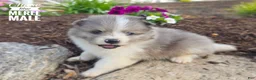 Pomeranian dogs for sale: Chase (blue Merle) - Ad 3