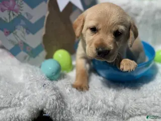 Labrador Retriever dogs Blue Collar Male - Ad 40